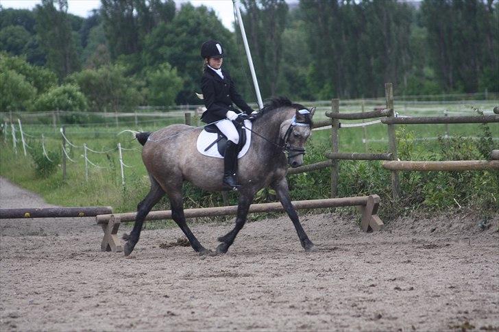 Welsh Partbred (Sec F) Dyekjærs Prins Zak billede 14