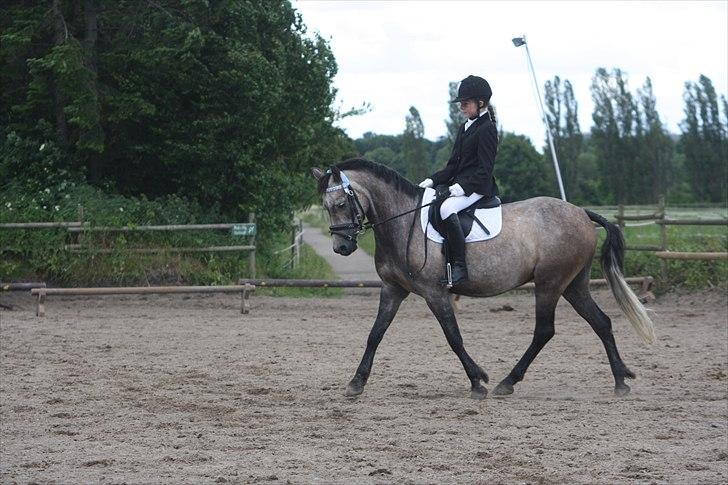 Welsh Partbred (Sec F) Dyekjærs Prins Zak billede 15