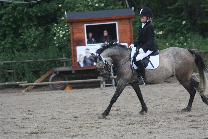 Welsh Partbred (Sec F) Dyekjærs Prins Zak billede 16