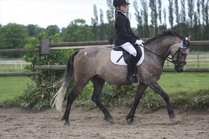 Welsh Partbred (Sec F) Dyekjærs Prins Zak billede 18