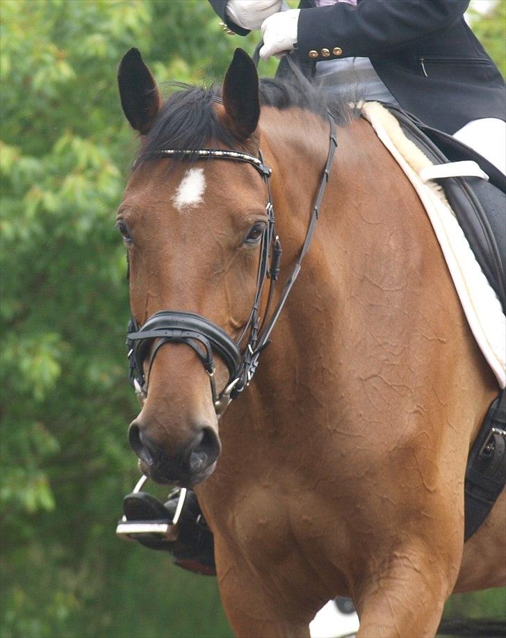 Anden særlig race Sunshine - Smukke Solskin til stævne i Søndertoft. Juni 2011. Foto: Mig.  billede 20