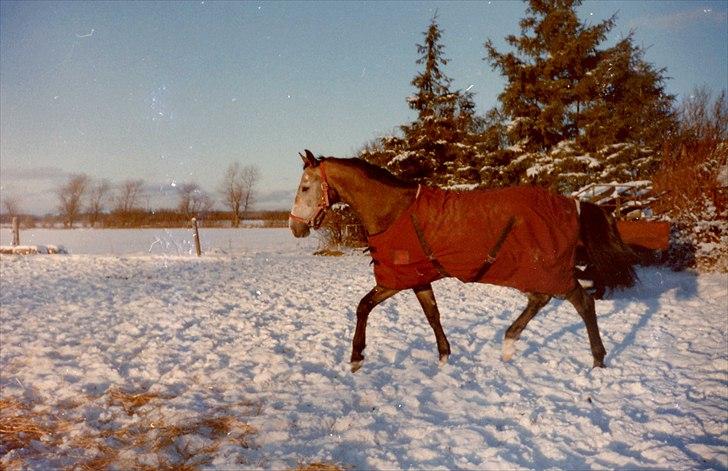 Dansk Varmblod Shaigun 13.04.93-06.02.07 - Shaigun 2 år i 1995 billede 14