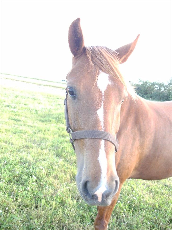 New Forest Clyde - Clyde på sommergræs. Hans første dag på Mors billede 1
