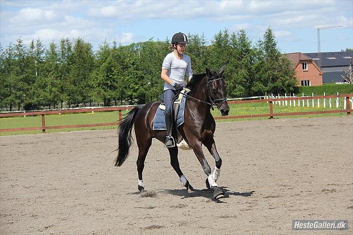DSP Agerhøjgårds Avance (SOLGT) - Dressur træning :) Foto: Marikka Godskesen billede 3