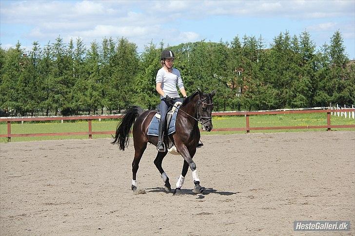 DSP Agerhøjgårds Avance (SOLGT) - Dressur træning :) Foto: Marikka Godskesen billede 5