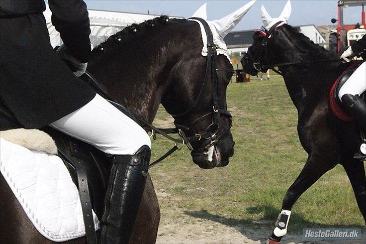 DSP Agerhøjgårds Avance (SOLGT) - Stævne PSR Kommunemesterskab 2011 :) Foto: Syrine Glambert billede 6