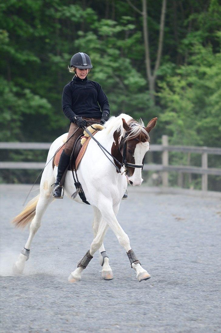 Pinto Apatchie A'nikka billede 10