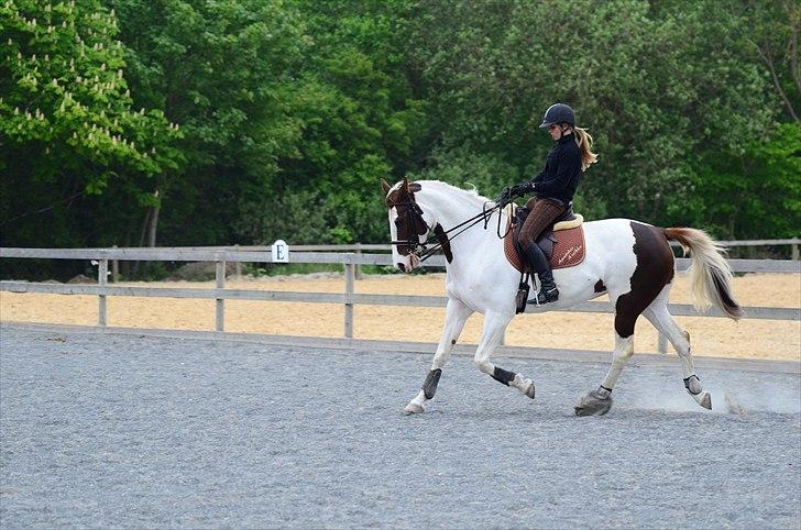 Pinto Apatchie A'nikka billede 11