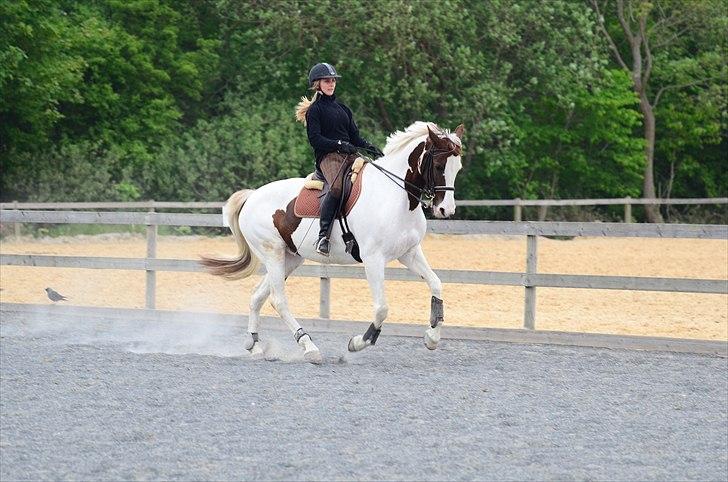 Pinto Apatchie A'nikka billede 13