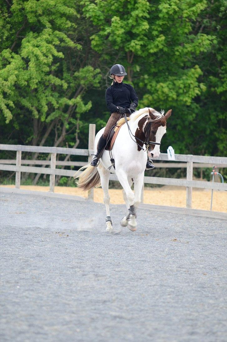 Pinto Apatchie A'nikka billede 14