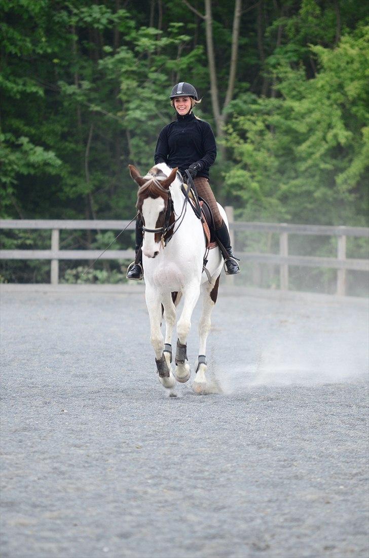 Pinto Apatchie A'nikka billede 15