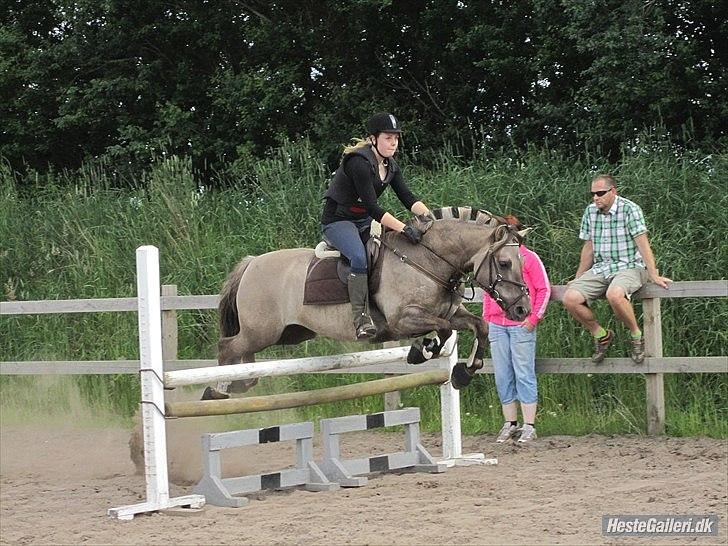 Konik Polski Vestervangs Sir Patrick . billede 3