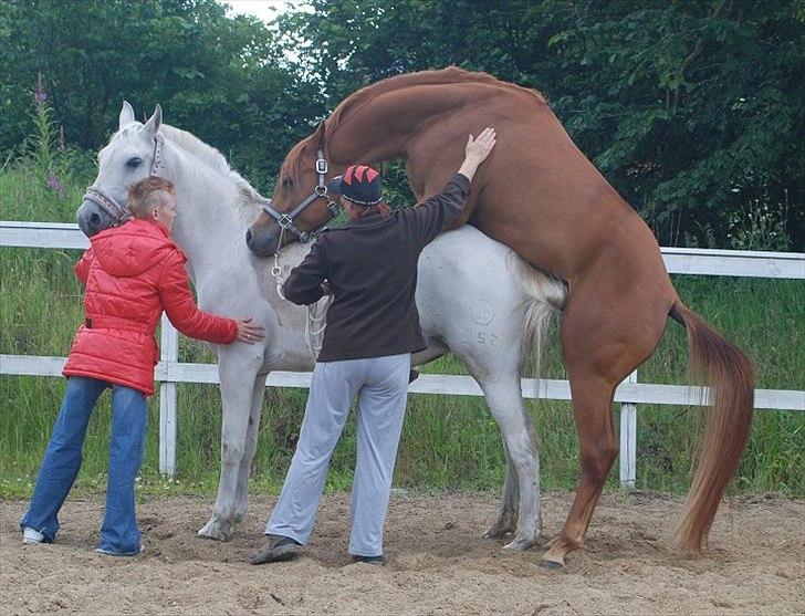 Shagya Araber (SH) Bonjour la chaise *R.I.P. 06-11-12* - Foto: Mette Levorsen 
Lesses der bliver holdt til : 26.06 - 2011 billede 18