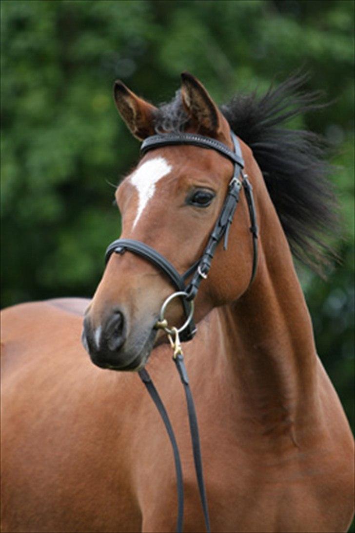 New Forest Birkilds Veronica - 3 ord, 12 bogstaver, 4 vokaler, en betydning.... Jeg elsker dig<3
 billede 4
