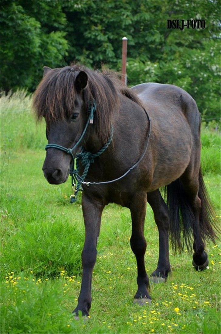 Islænder Faxi billede 11