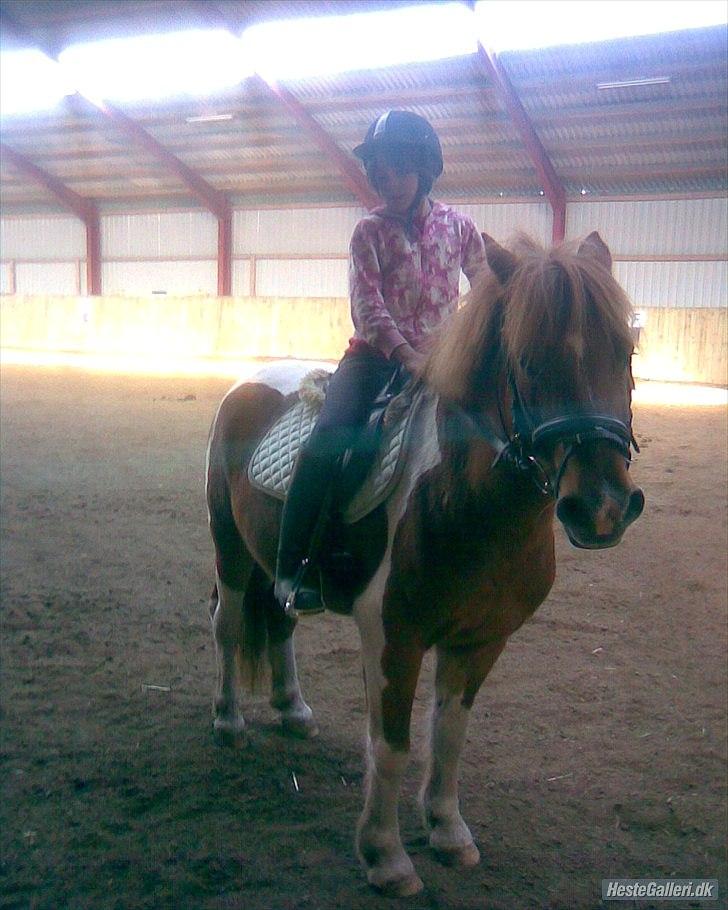 Anden særlig race Flamme *.. Bølle pony!<3 (Solgt) ;'(<3 - Nurh!:D lige fået ham der!<3 Foto: Mor billede 4