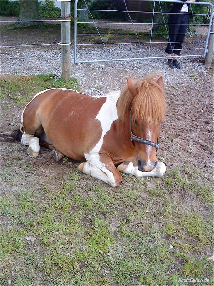 Anden særlig race Flamme *.. Bølle pony!<3 (Solgt) ;'(<3 - Putte var blevet lidt træt :D Foto: Maria/søster billede 5