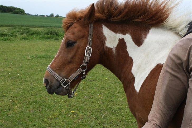 Anden særlig race Flamme *.. Bølle pony!<3 (Solgt) ;'(<3 - Velkommen til Flammes profil. :-D<33
Kom gerne med en kommentar og bedømmelse :)<333 billede 1