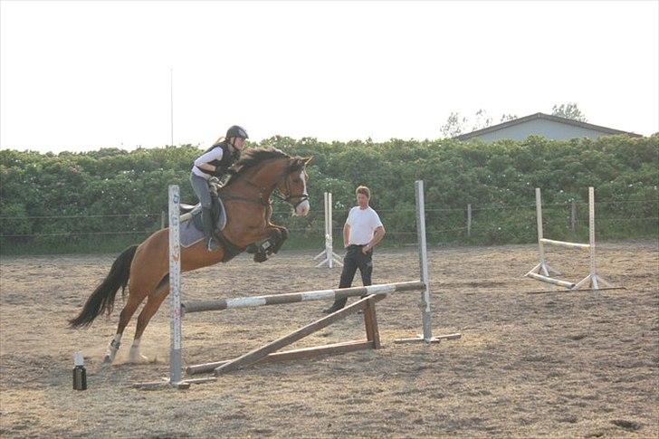 DSP Haahr's Fantasilie billede 10