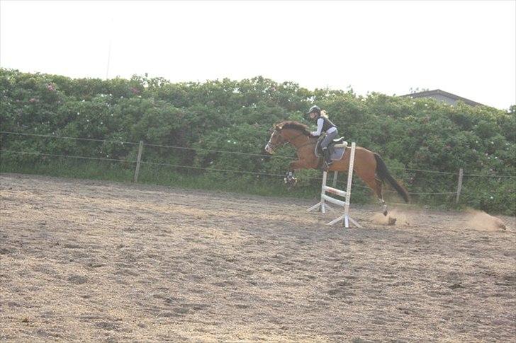 DSP Haahr's Fantasilie billede 19