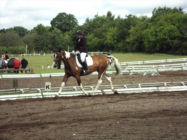 Pinto Great-Vikings Indiana (skinkedyret) - første stævne lc2 billede 10