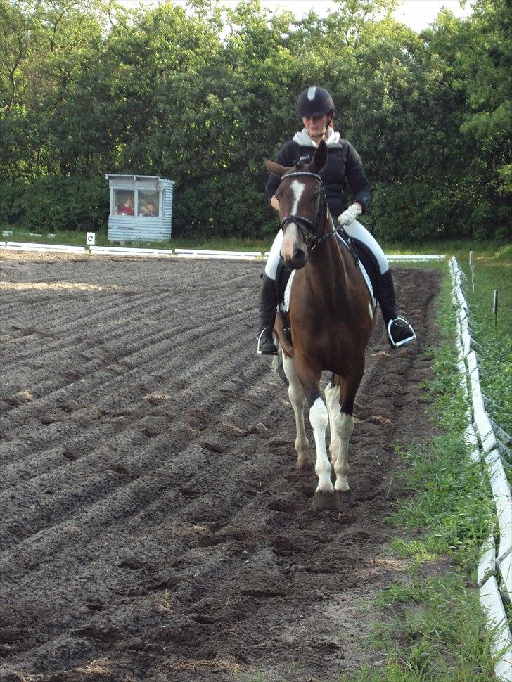 Pinto Great-Vikings Indiana (skinkedyret) - første stævne, lc1 med bacon billede 9