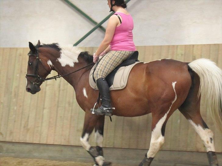 Pinto Great-Vikings Indiana (skinkedyret) - indi 13 juni 2011 billede 7