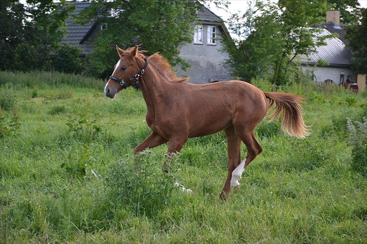 Dansk Varmblod J'adore billede 14