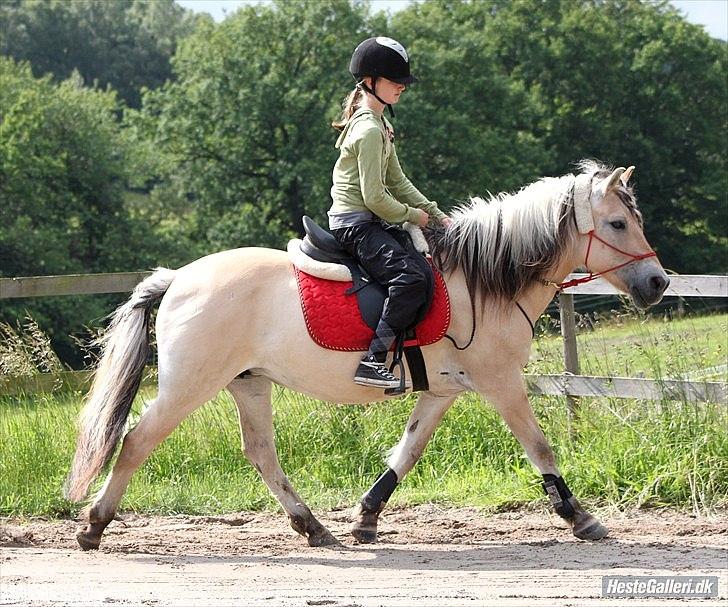 Fjordhest Katrine -Bea •Gl. Part• - Jeg skulle have lænt mig 5 grader mere tilbage, meeen.. SMUKT billede, taget af Minna! :D billede 19