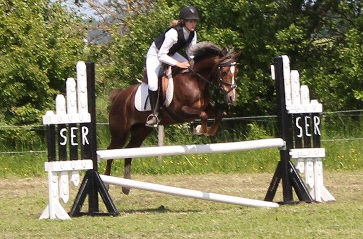 Welsh Cob (sec D) Bogensø's Queen - >> Du har været der for mig gemmen alt. Vi gir ikke op, vi gir ikke slip. Det vi har er noget der altid skal være << billede 9