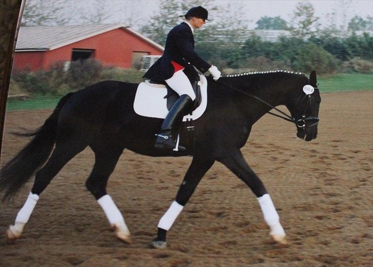 Dansk Varmblod Medina billede 15