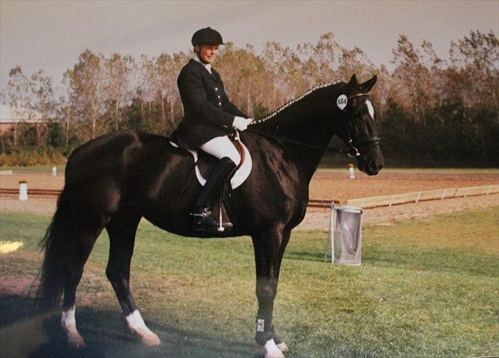 Dansk Varmblod Medina billede 11