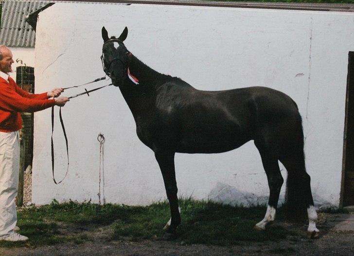 Dansk Varmblod Medina - Kåring som 3 års. og hun gik på Fløjen!! (; billede 16