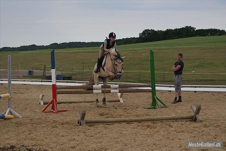 Fjordhest Cox Tidselbjerg*stjernen* - Springundervisning v. Jeff d. 29.Juni 2011. Foto: Fie <3 Taak!! 
Cox sprang pisse godt, jeg ødelagde det bare ved at bakke totalt af :/  billede 2