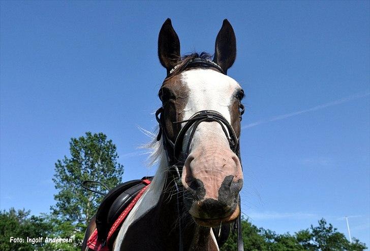 Pinto mugie billede 20