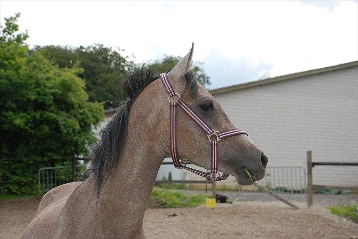 Arabisk fuldblod (OX) Cadar Kamil Mi Corazon - Årvågen og nysgerrig...en RIGTIG Araber-trunte <3 billede 14