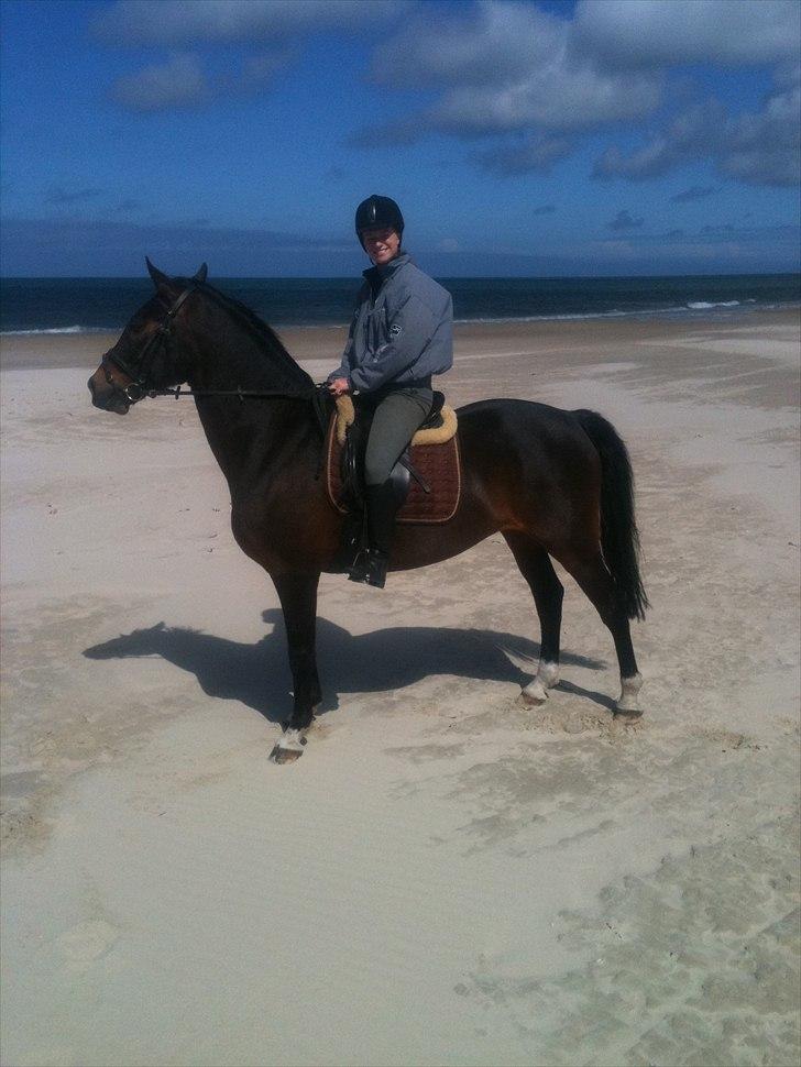 Anden særlig race A'strix - Strand tur maj 2011. billede 7