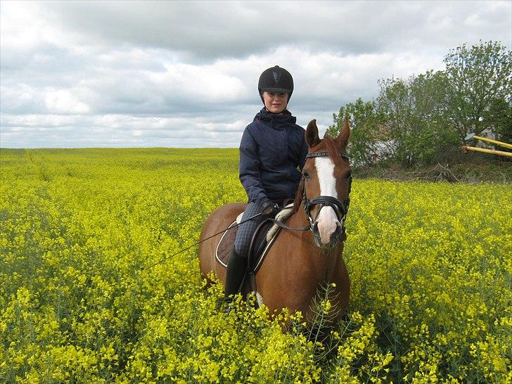 Welsh Pony (sec B)  Molenhorn´S Amaretto B-PONY [Tidl. hest] - Rapsmarken 2011, hjemme:D billede 12