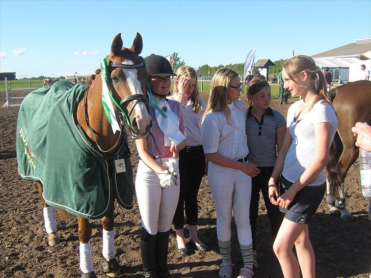 Welsh Pony (sec B)  Molenhorn´S Amaretto B-PONY [Tidl. hest] - Nr. 3 til sydjysk mesterskab indv 2011 i Billund:D billede 14