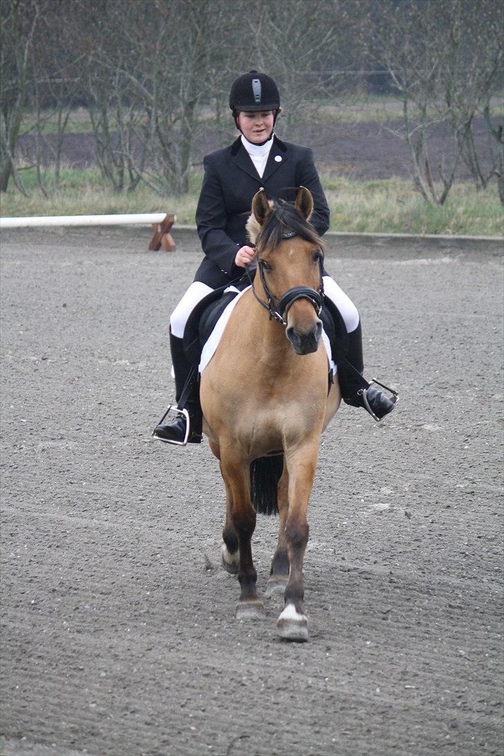 Anden særlig race Isabella<3 - Dressur fra TronsøStævnet, blev til en flot 2 plads til springponyen (; billede 30