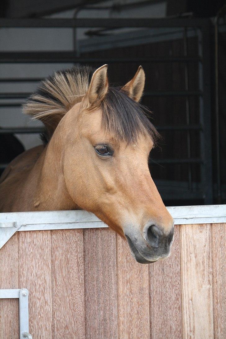 Anden særlig race Isabella<3 - Tronsø (:  billede 34