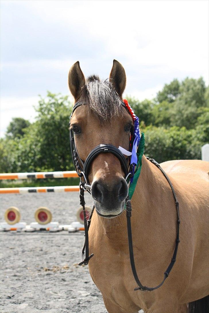 Anden særlig race Isabella<3 - 
Vinderpony (; Tronsø stævnet billede 44