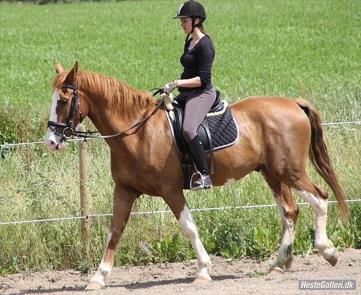 Anden særlig race Harlekins Maccoy - Fra da jeg prøvede Maccoy 1 gang billede 11