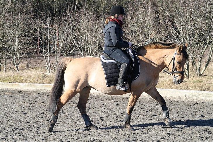 Anden særlig race Isabella<3 - Ridning på Tronsø (: billede 41