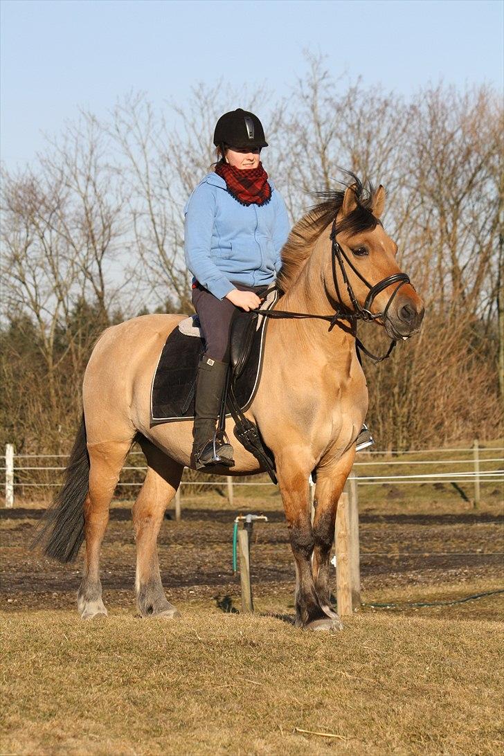 Anden særlig race Isabella<3 - Fantastisk pony (: billede 42