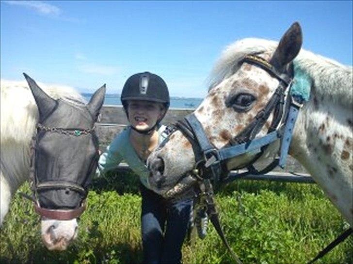 Knabstrupper spidi (søsters pony) billede 15