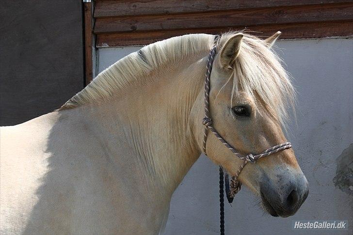 Fjordhest Brødsgaards Leander billede 11