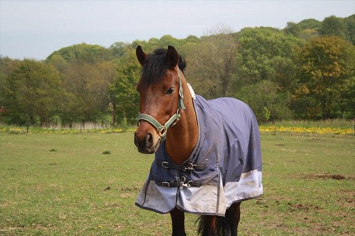 New Forest Lundgaards Kahlua - solgt :'( billede 2