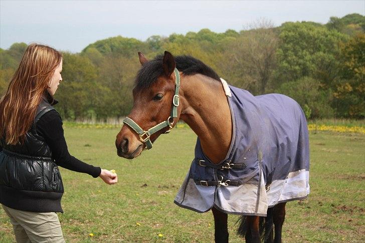 New Forest Lundgaards Kahlua - solgt :'( billede 3