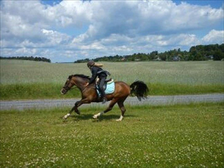 Anden særlig race ***Bastian*** - mig og bastian frezzer lige en tur :) billede 6